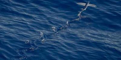 پارس الکترونیک